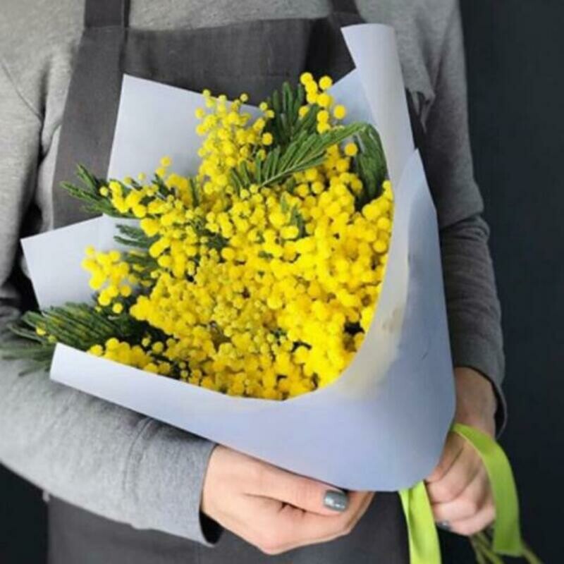 мимоза 7 веток, стандартный