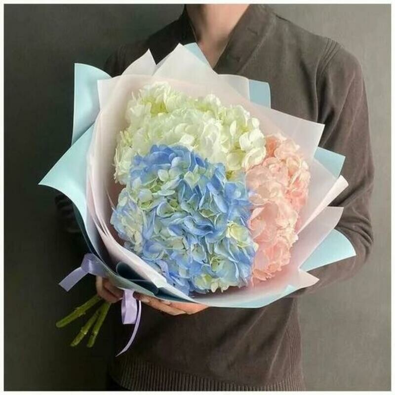 Гортензия 1, стандартный