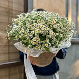 Цветы ромашки корзина