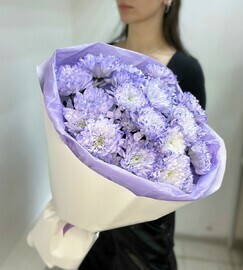 Sirenevie hrizantemi