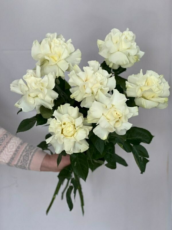 Французская роза под ленту, стандартный