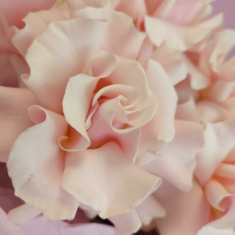 Французская роза в букете, стандартный