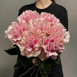 Buket iz 7 frantcuzskih roz pink mondial_, frantcuzskaya Roza, rozovaya Roza