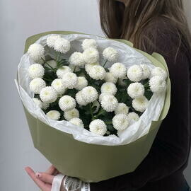 Hrizantema «N_yuton» 5