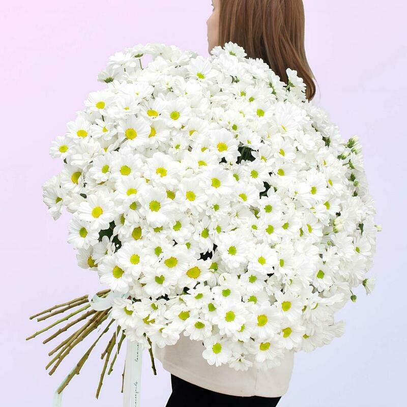 Большой букет белых хризантем, делюкс