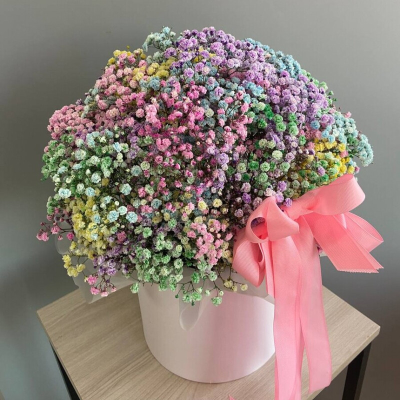 Цветная гипсофила , гипсофила