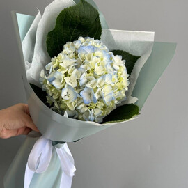 Моно-гортензия