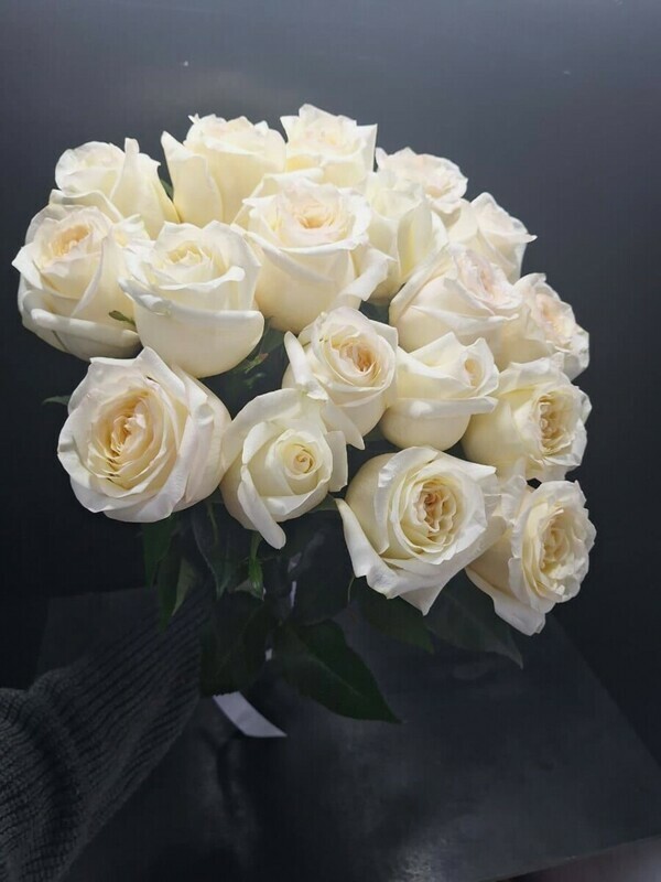 Roza pod lentu, standart