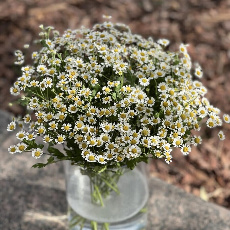 Bouquet of tanacentum, tanatcentum kustovoj - 25sht