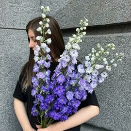 Del_finium fioletovij Solo-7