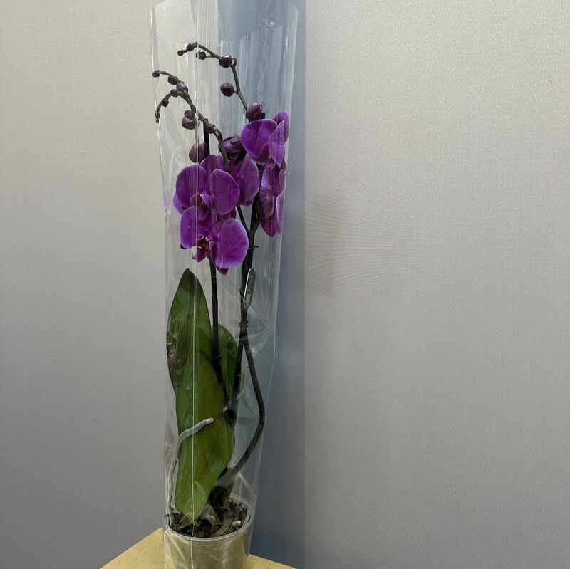 Orhideya temno-fioletovaya, orhideya komnatnoe rastenie