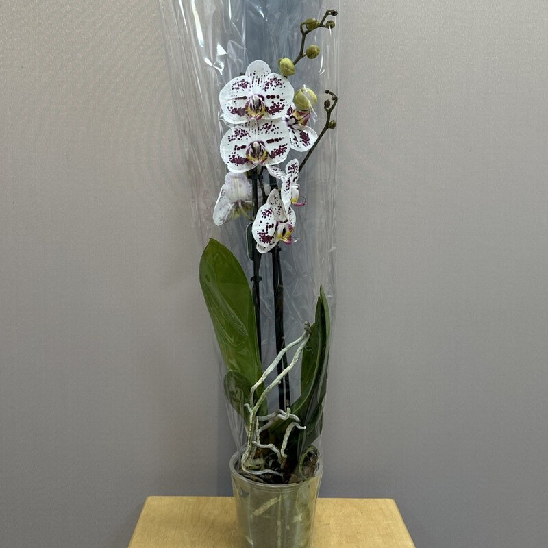 Orhideya belaya v krapinku, orhideya komnatnoe rastenie