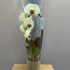 Lemon Cascade orchid