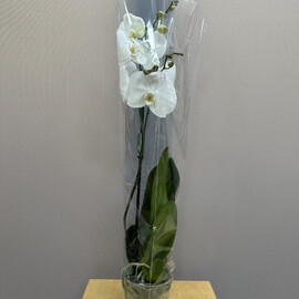 Orhideya «Nezhnost_»