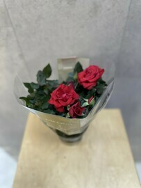 Роза в горшке красная