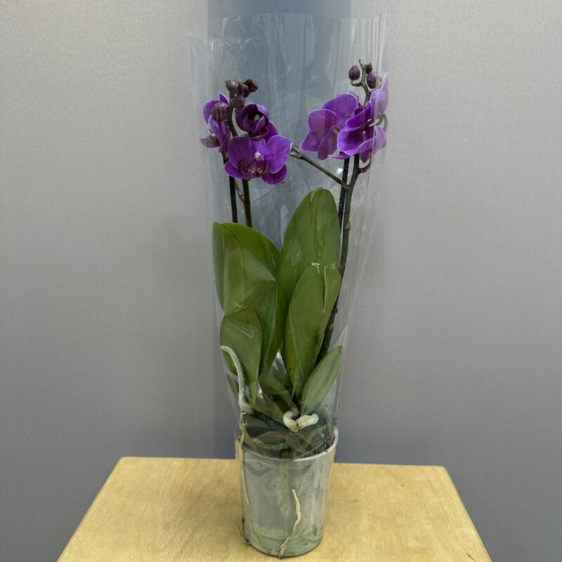 Orhideya «Vostorg», orhideya komnatnoe rastenie