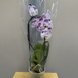 Belo-fioletovaya orhideya