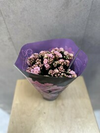 Каланхоэ розовое