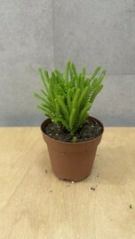 Суккулент Толстянка 