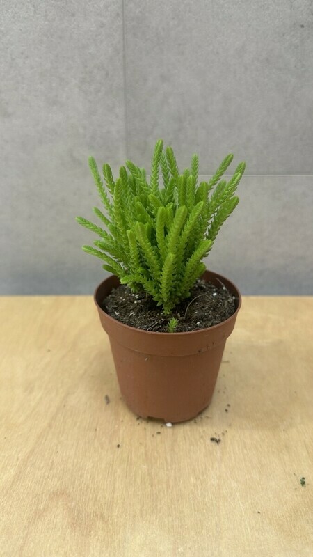 Sukkulent Tolstyanka, standart