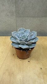 Sukkulent Eheveriya Lilatcina