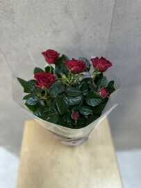 Роза в горшке 