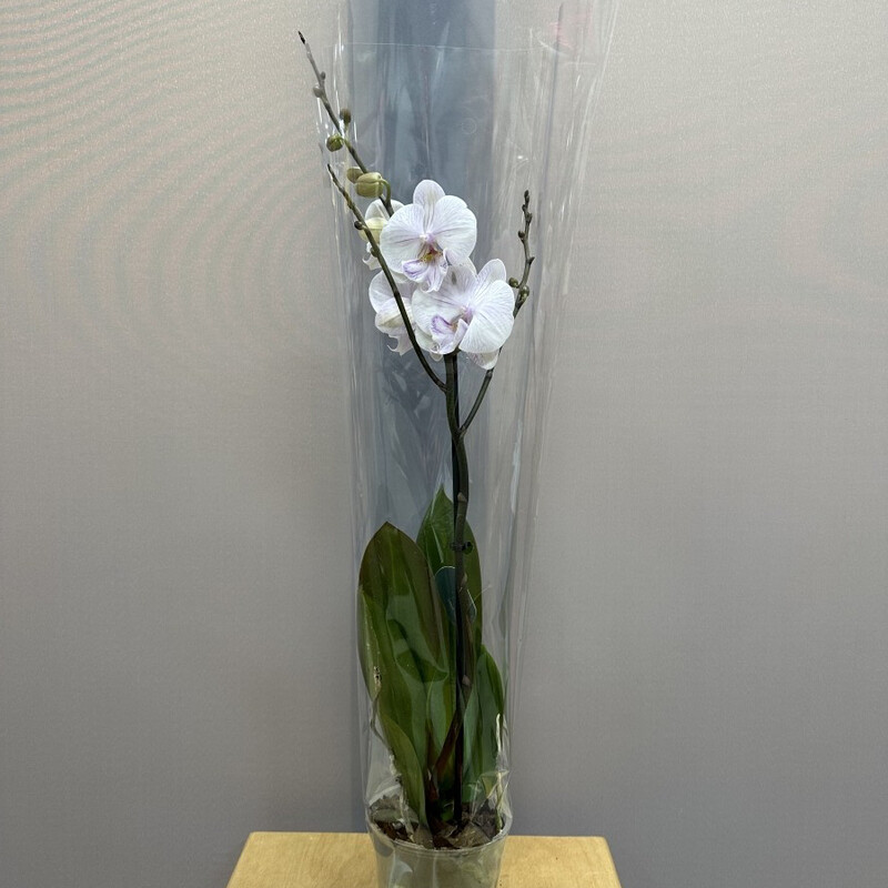 Orhideya «Radost_», orhideya komnatnoe rastenie