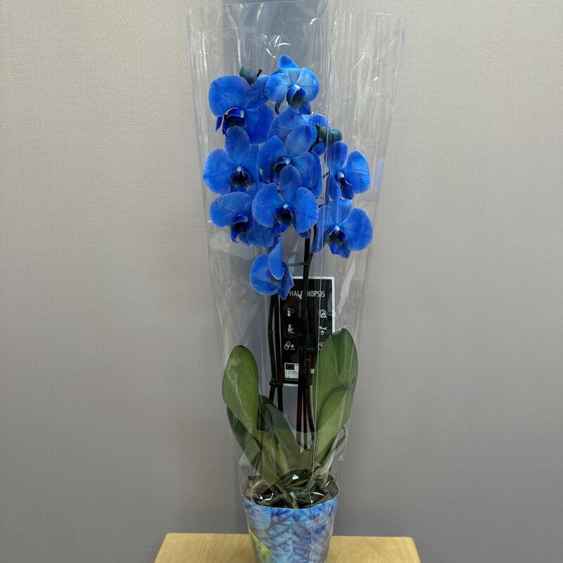 Orhideya sinyaya, orhideya v gorshke