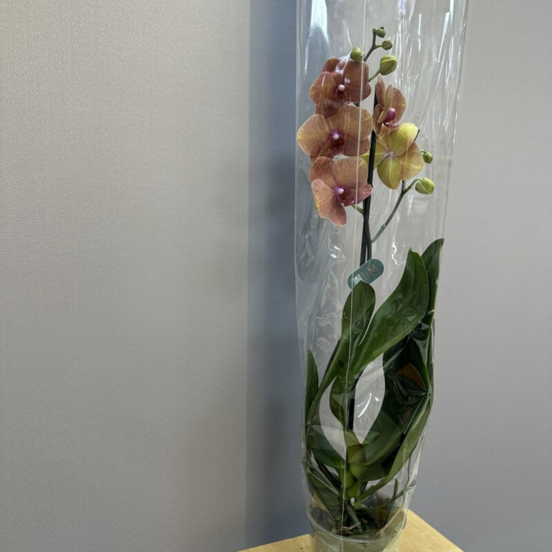 Orhideya bordovo-limonnaya, orhideya komnatnoe rastenie