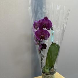 Orhideya fioletovaya