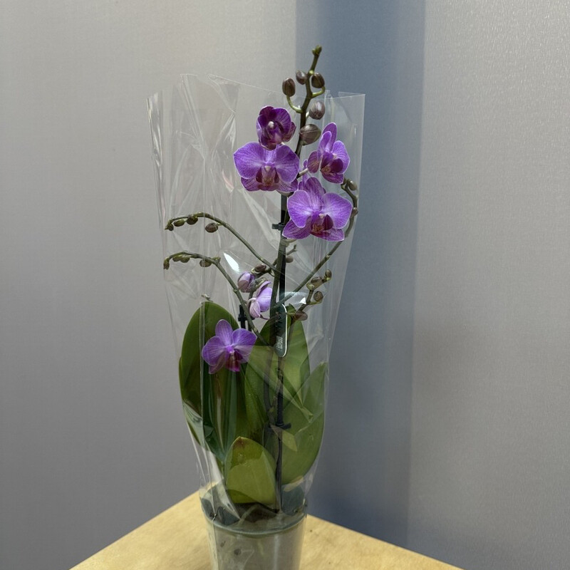 Orhideya mini s fioletovim, orhideya komnatnoe rastenie