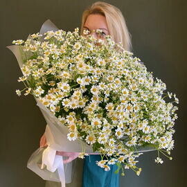 25 kustovih romashek