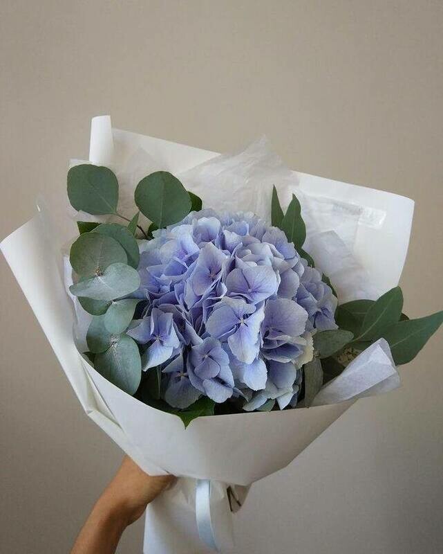 Гортензия, стандартный
