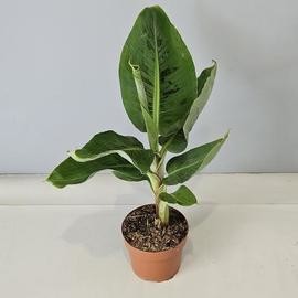 Банан (комнатное растение)