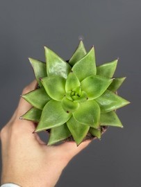 Комнатное растение Эхеверия Агавоидес