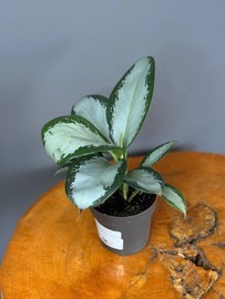 Aglaonema sil_ver blu D12-N30