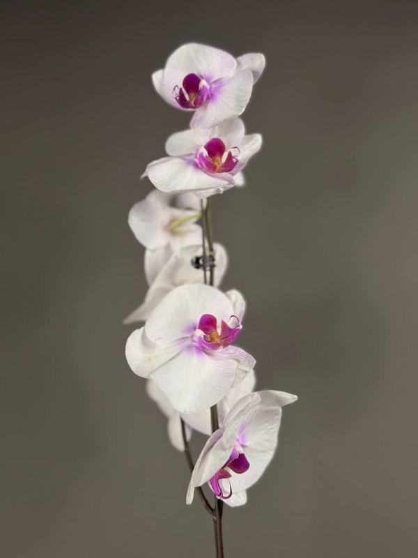 Orhideya belaya s seredinkoj falenopsis 1 st, premium