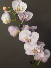 Орхидея светло-розовая фаленопсис 1 ст
