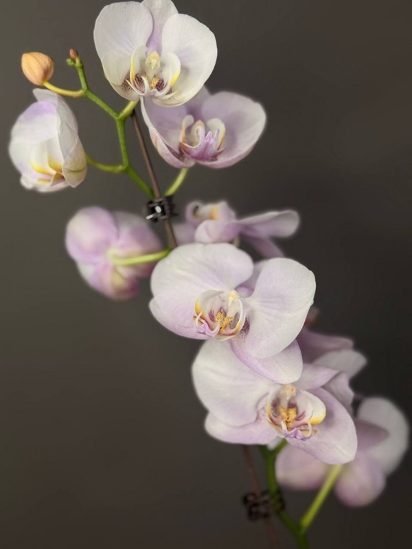 Orhideya svetlo-rozovaya falenopsis 1 st, premium