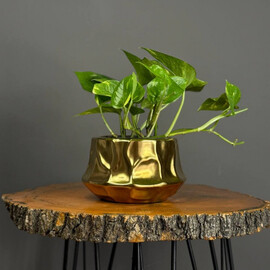 Komnatnoe rastenie epipremnum v zolotom kashpo