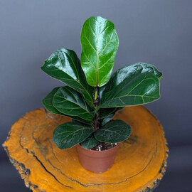 Комнатное растение фикус "Лирата" D12