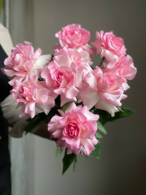 Rozovaya roza, standart