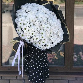 25 kustovih hrizantem