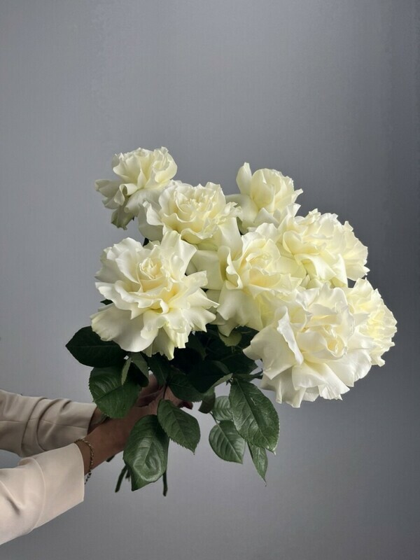 Букет роз «Франция», роза эквадор 9 шт.