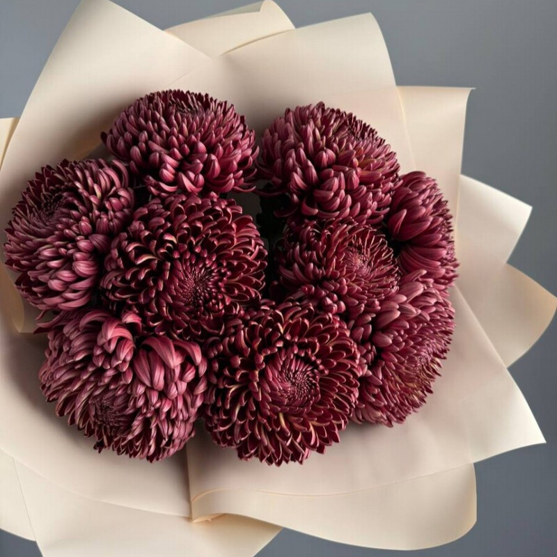 Buket iz hrizantem «SHokoladnij latte», hrizantema 9 shtuk