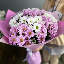 хризантема кустовая 