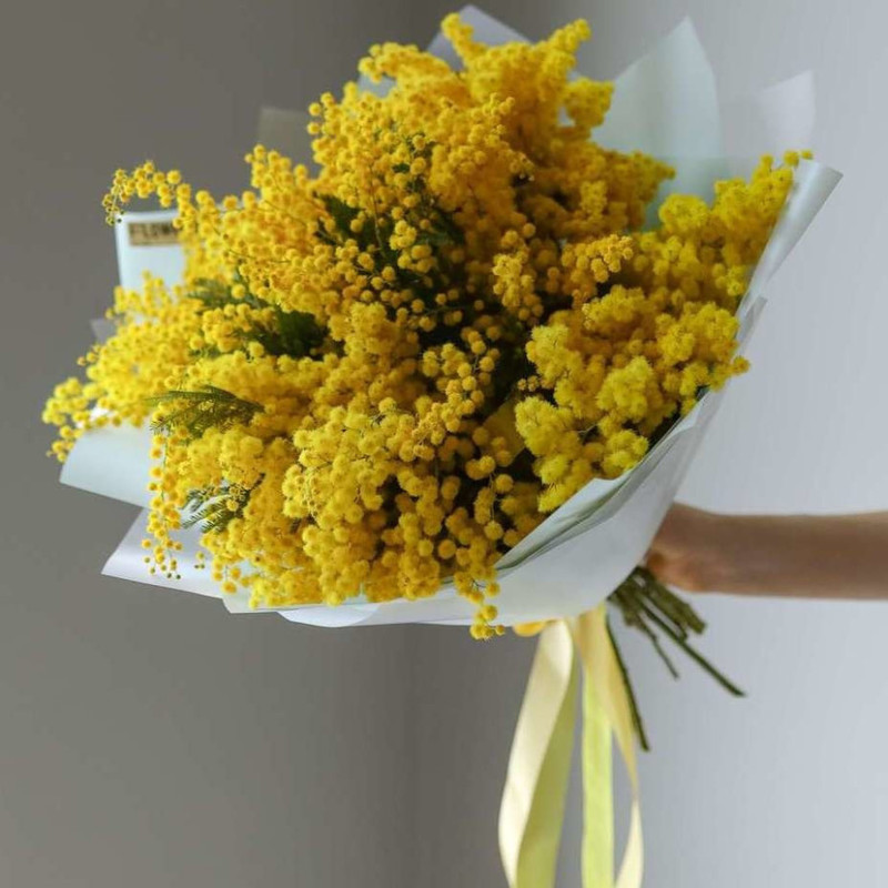 Мимозы, стандартный