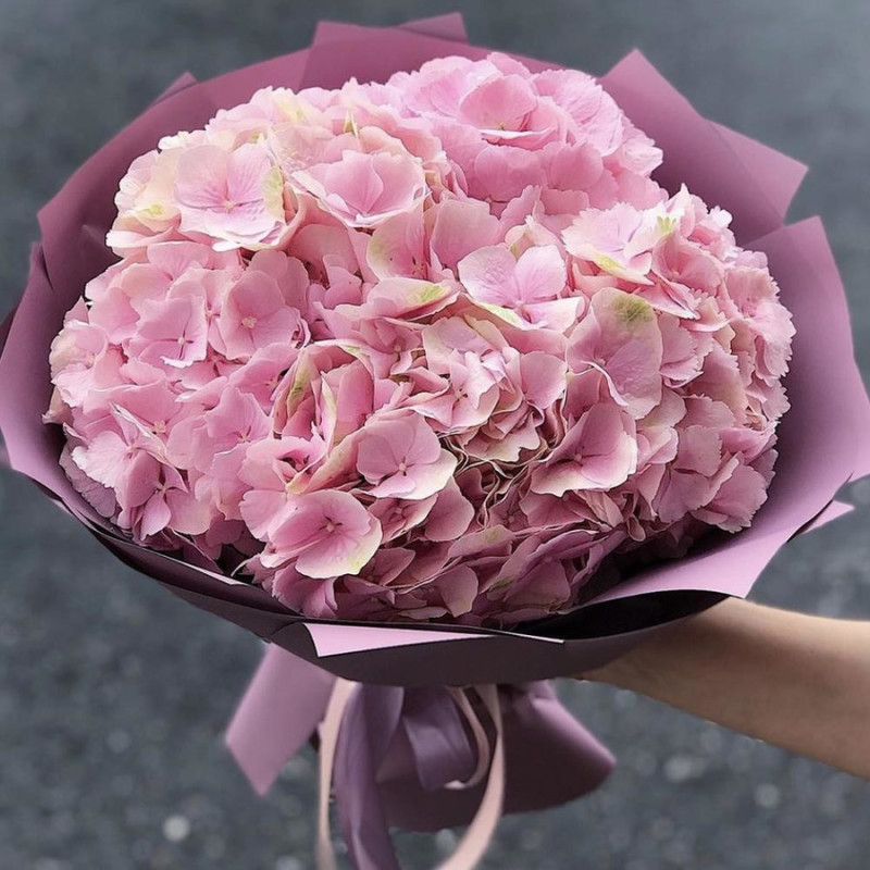 Gortenziya, standart