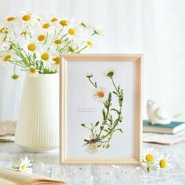 Botanicheskaya illyustratciya «Romashki»