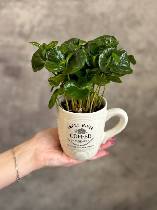 Кофе Арабика, стандартный